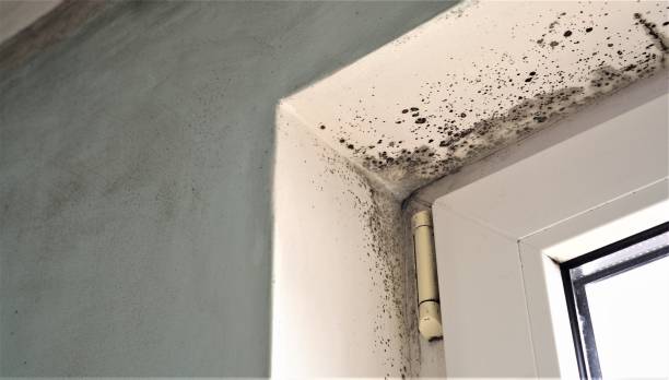 Best Emergency Mold Remediation  in Monticello, GA