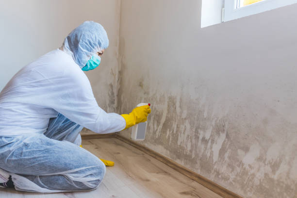 Mold Documentation for Insurance Claims in Monticello, GA