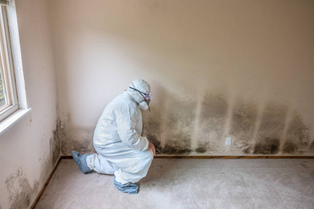 Biohazard Mold Removal in Monticello, GA